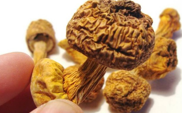 巴西菇、姬松茸烘干機-怎樣烘干色澤好且菇體褶片完整？
