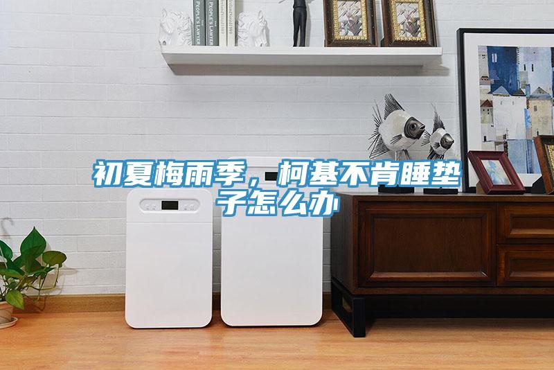 初夏梅雨季，柯基不肯睡墊子怎么辦
