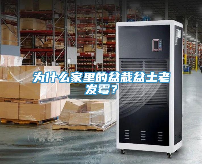 為什么家里的盆栽盆土老發(fā)霉？