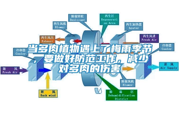 當(dāng)多肉植物遇上了梅雨季節(jié)，要做好防范工作，減少對多肉的傷害