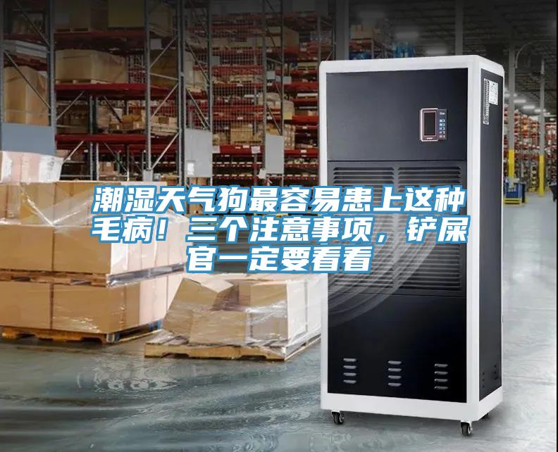 潮濕天氣狗最容易患上這種毛病！三個(gè)注意事項(xiàng)，鏟屎官一定要看看