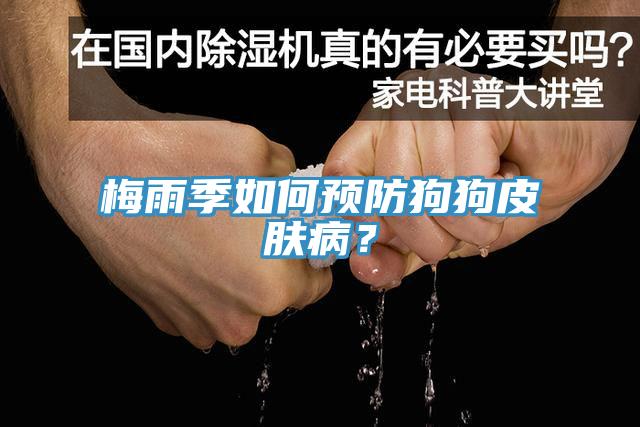 梅雨季如何預(yù)防狗狗皮膚??？