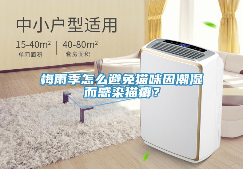 梅雨季怎么避免貓咪因潮濕而感染貓癬？