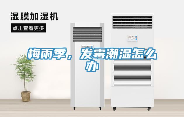 梅雨季，發(fā)霉潮濕怎么辦