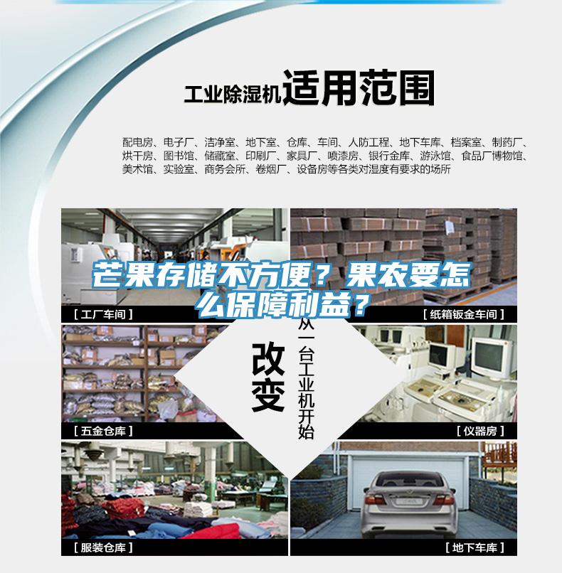芒果存儲不方便？果農(nóng)要怎么保障利益？