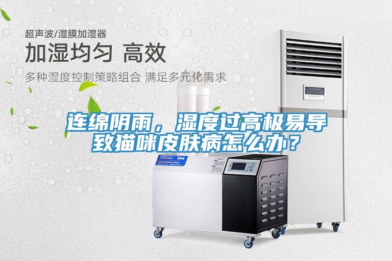 連綿陰雨，濕度過高極易導(dǎo)致貓咪皮膚病怎么辦？