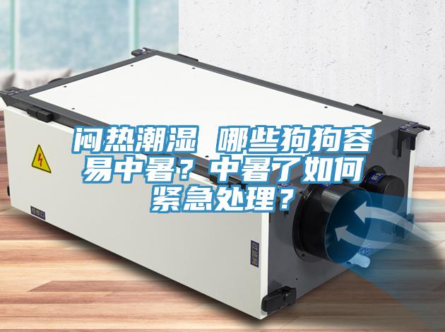 悶熱潮濕 哪些狗狗容易中暑？中暑了如何緊急處理？