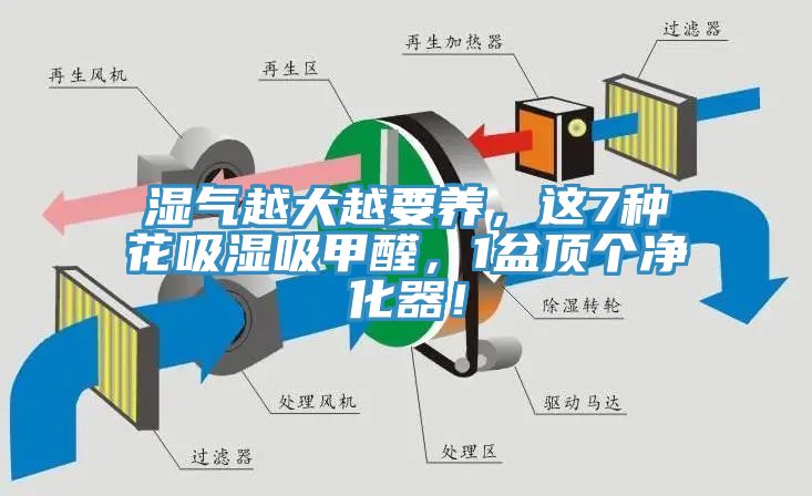 濕氣越大越要養(yǎng)，這7種花吸濕吸甲醛，1盆頂個(gè)凈化器！