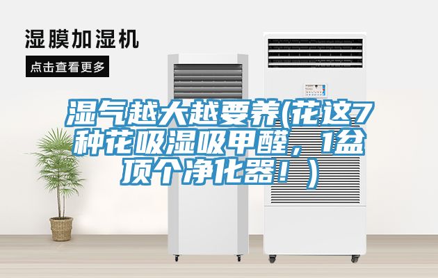 濕氣越大越要養(yǎng)(花這7種花吸濕吸甲醛，1盆頂個(gè)凈化器！)